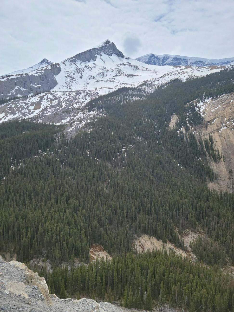 Live wilderness webcam